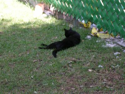 Ja es gibt auch Katzen hier, und sie sind genauso faul.